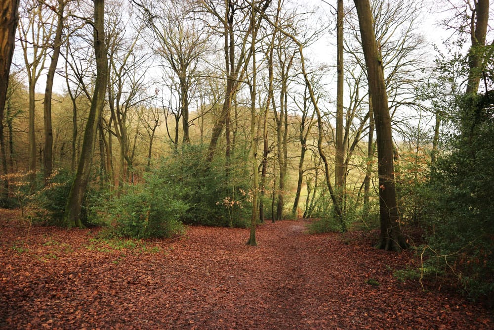 A view though are a wood in winter. Lots of red leaves are on the floor and the trees are bare