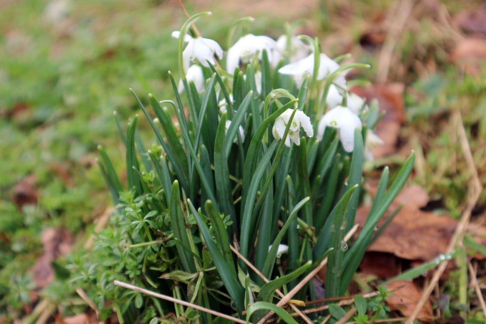 A close-up of a small mound of snowdrops in the sun
